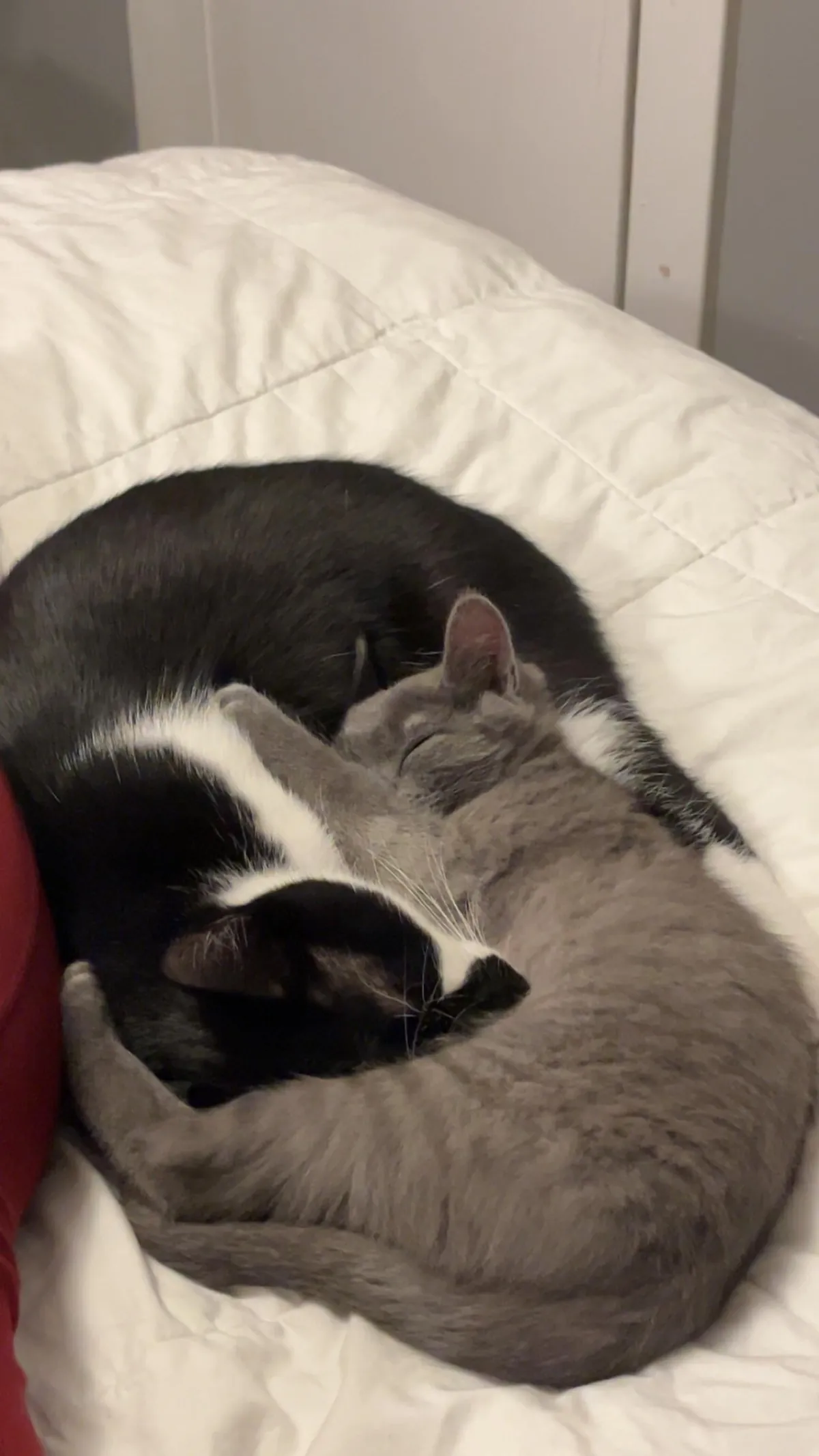 My kitties are friends now &lt;3