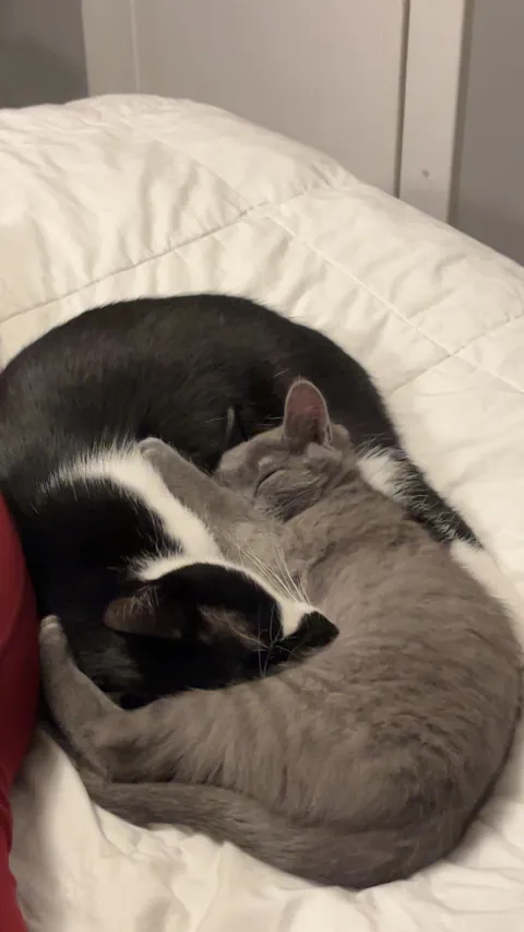 My kitties are friends now &lt;3