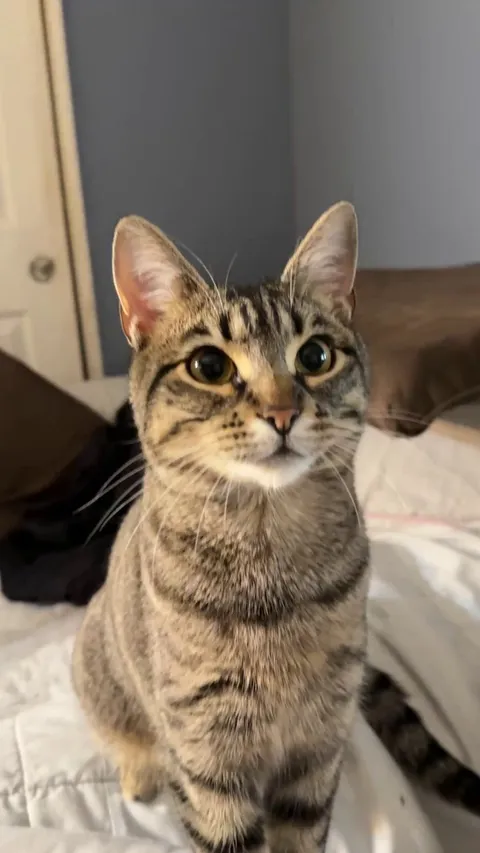 This is how my cat has been asking for treats lately.