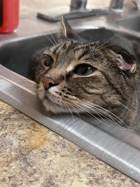 Do you ever just love your cat so much you cry??