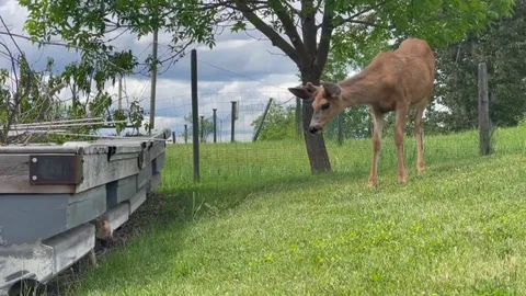 I recently moved to a rural location this year. This is my cat seeing a deer for the first time!