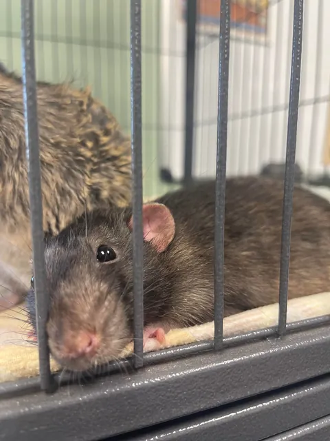 Final update:  Unsure if Fat or Pregnant