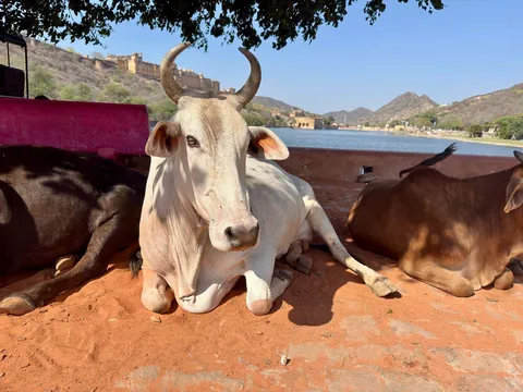 India Golden Triangle During Holi
