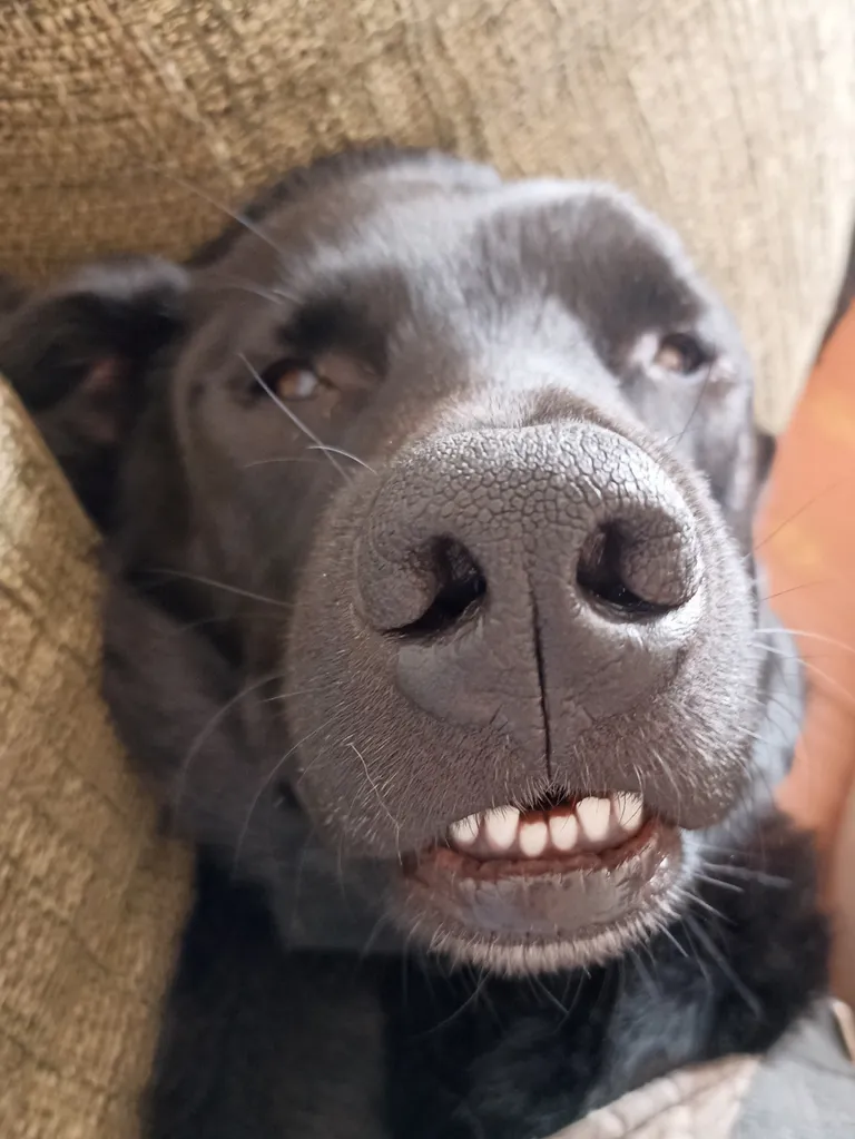 Sleeping in peace. Should I boop the snoot? His name is kiwi.