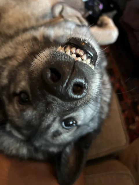 A good boy says cheese! Smokey boy is so photogenic 