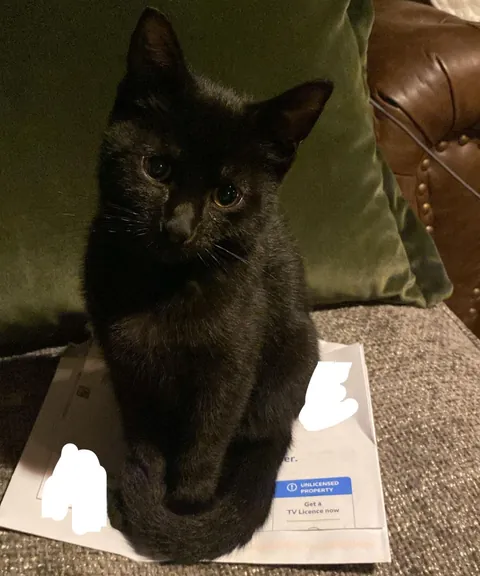 Most polite TV license man award goes to: