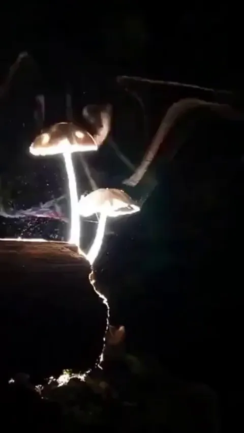 These mushrooms releasing their spores late at night.