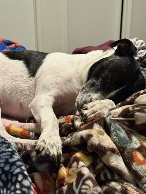 This is Tuna. Sometimes she sits weird. 100/10 love her for it tho