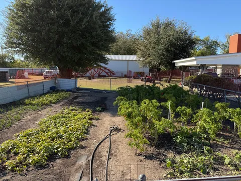 My Korean Mother-In-Law’s garden continues to thrive