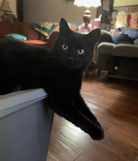 My Black Bobtailed Void