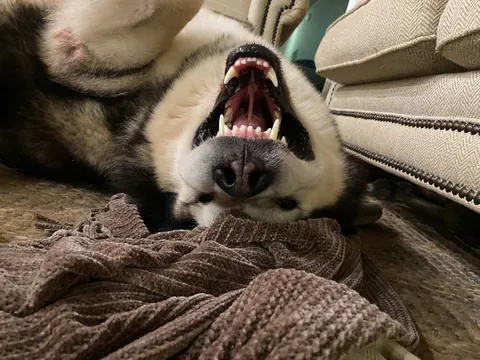 “Pleeeeease rub my belly” (said by my giant dork and his giant smile)