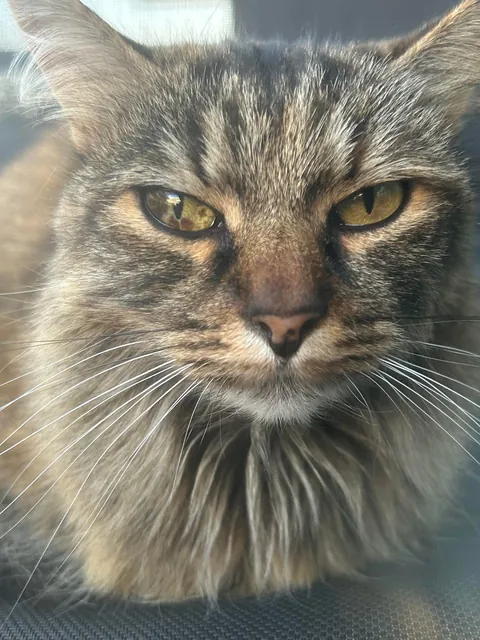 cat magically appeared