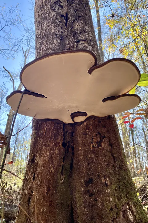 The clean white underside of this humongous fungus