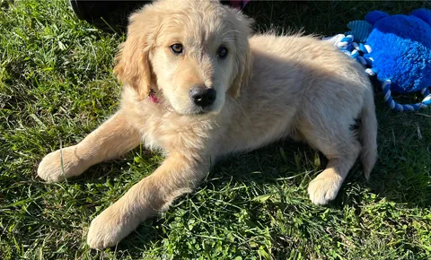 First Baby Golden Retriever I’ve owned puppers is always light harted and frenly :^)