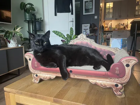 i think she wants to be drawn like one of the french girls