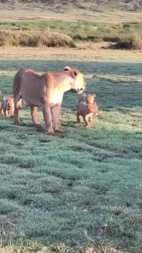 A lion pride full of cubs