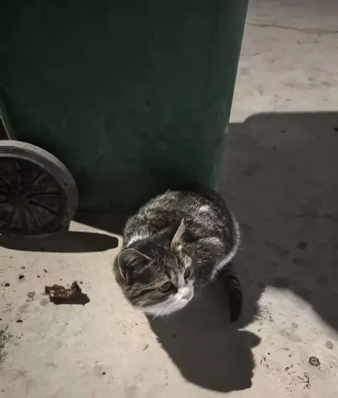 Saw a stray cat after work now it has a home 😊😊