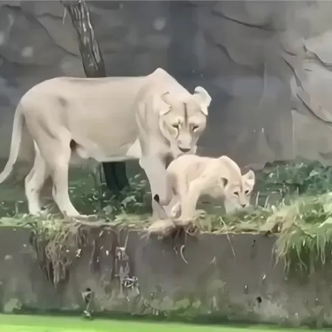 A lion pushes her cub without knowing it is water