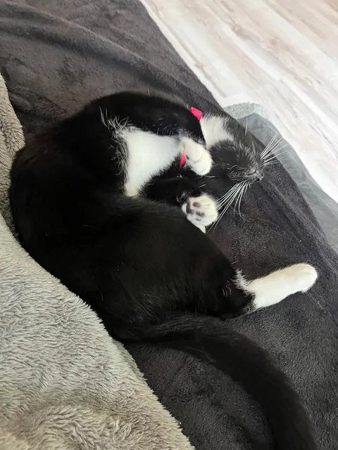 I hate my cats name.