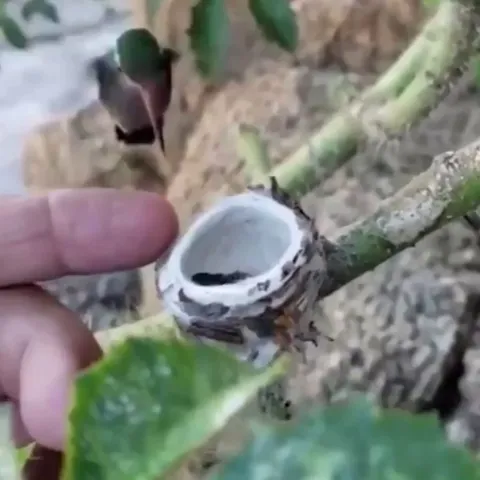 🔥 it never occurred to me how tiny humming bird babies would be 🔥