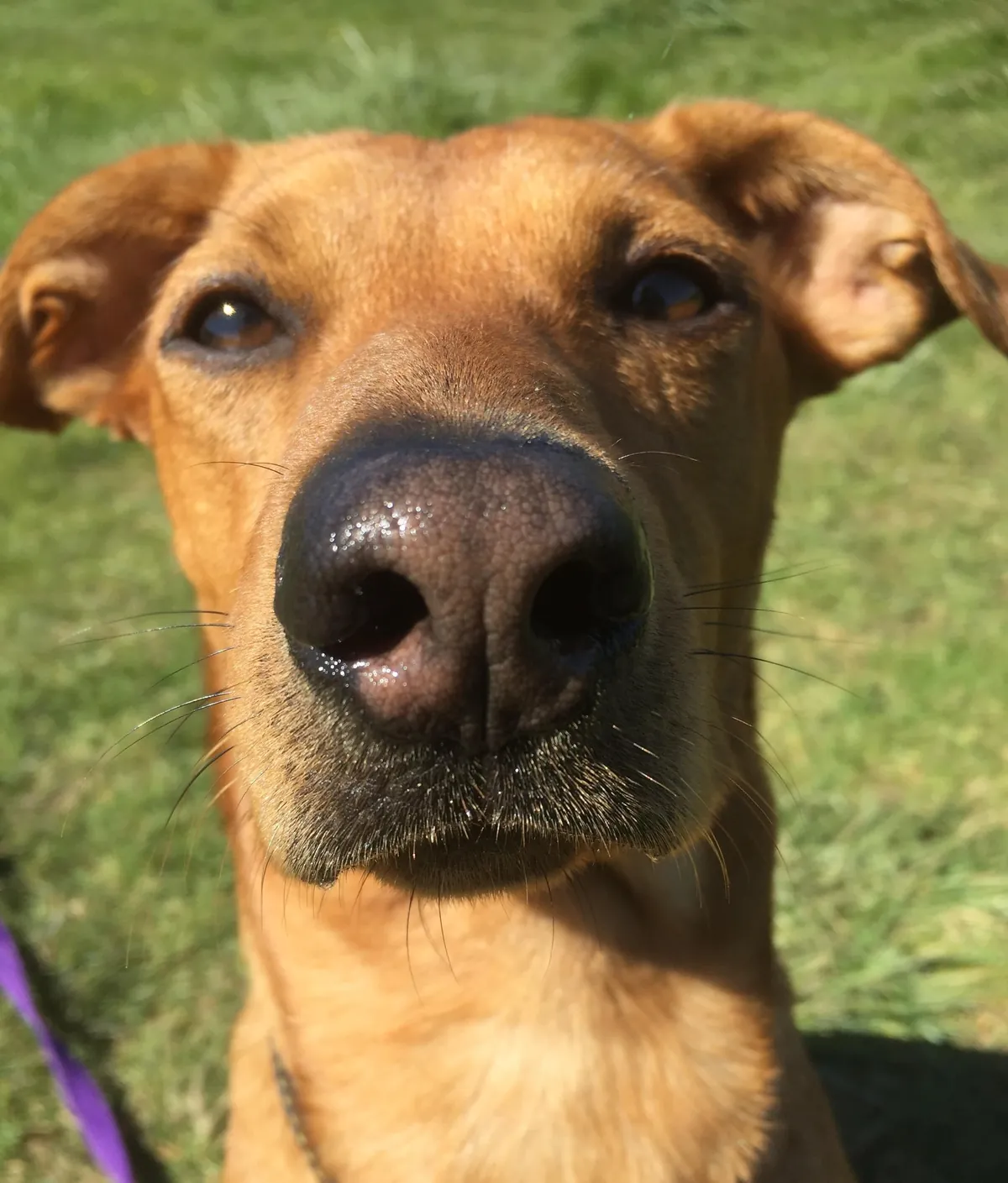 More noses of the dogs I walk