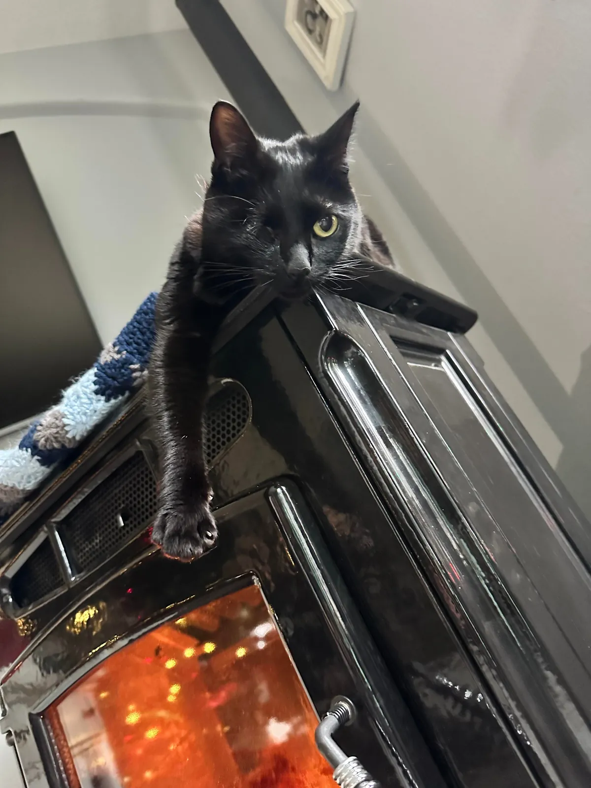 This is my parents’ cat Maple