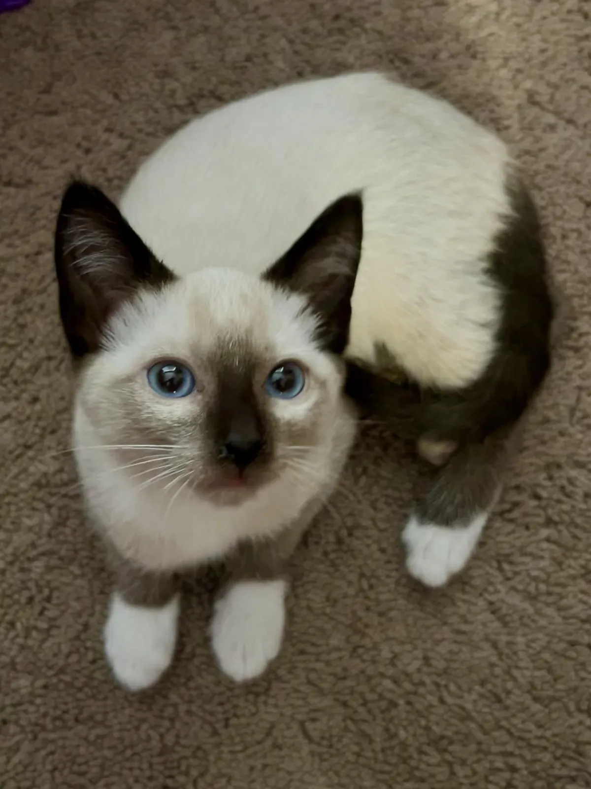 Daughter’s new kitten.