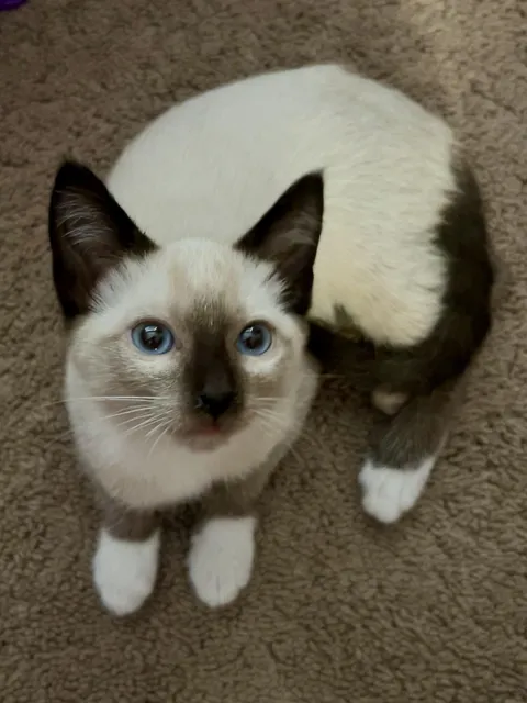 Daughter’s new kitten.