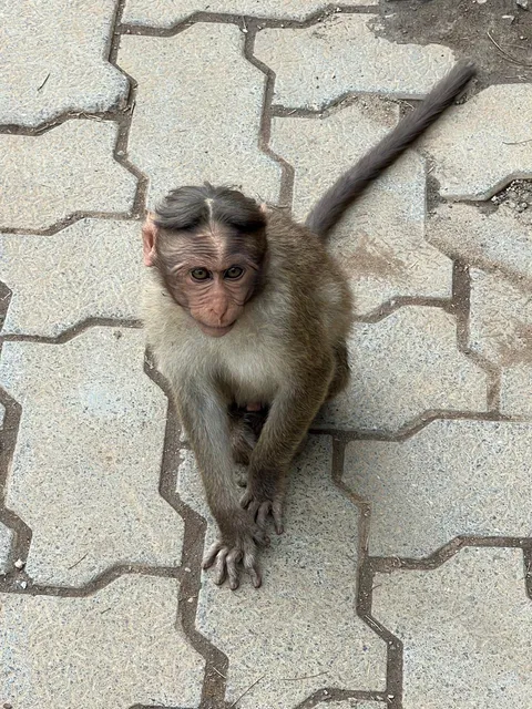 This monkey with a unique hairstyle.