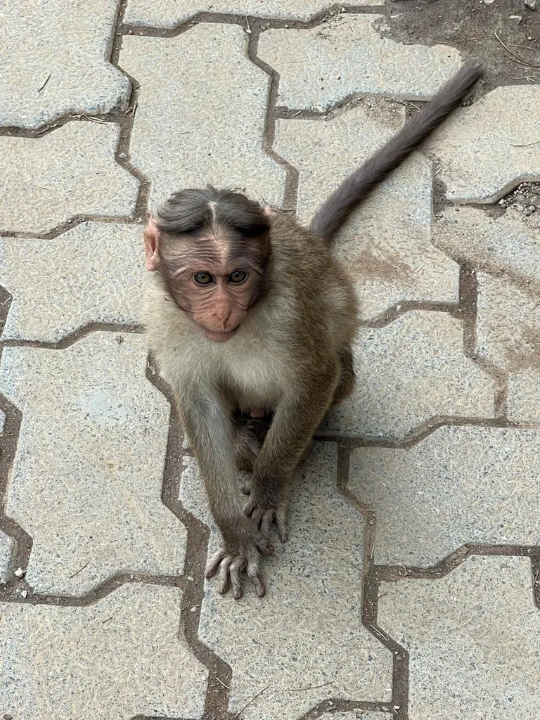 This monkey with a unique hairstyle.