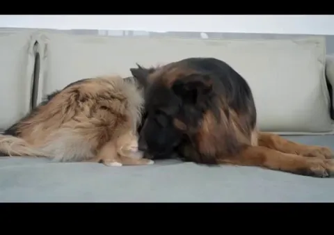 Rescued kitten refused to sleep without her German Shepherd