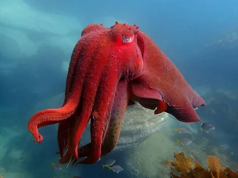 🔥 Australian Giant Cuttlefish (Sepia apama)