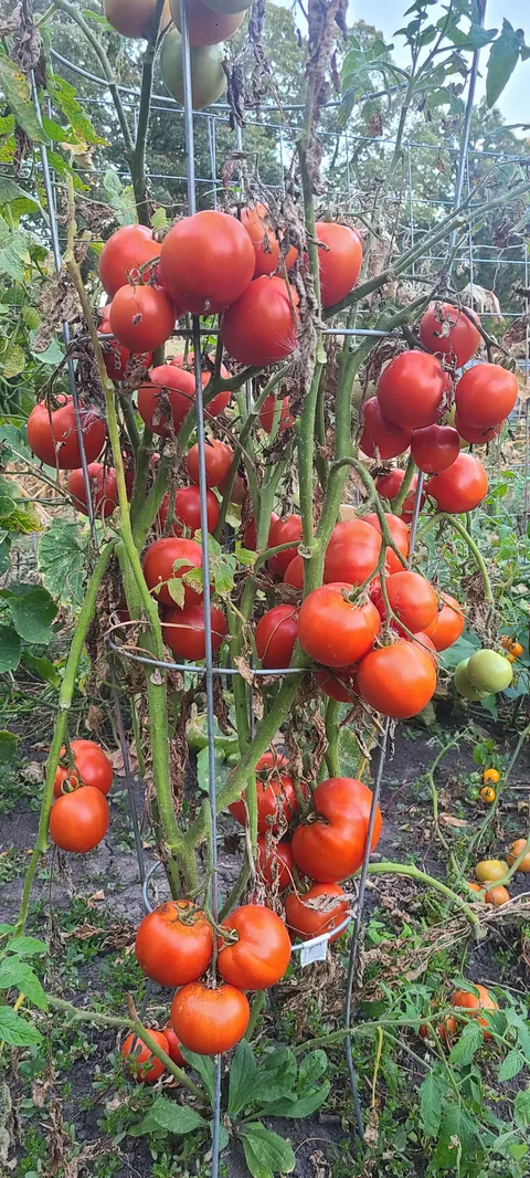 30-40 tomatoes harvested a month ago from this same plant. Now this.