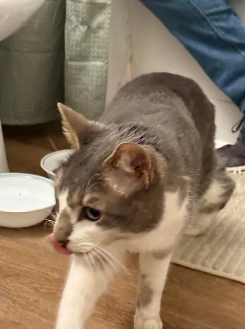 A lost kitty success story