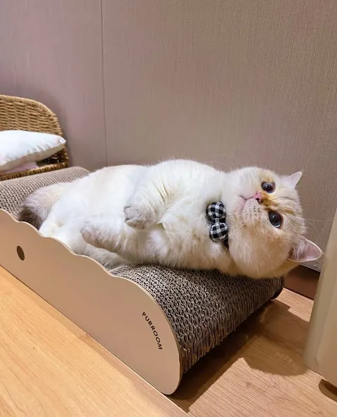 He is fat as a piglet