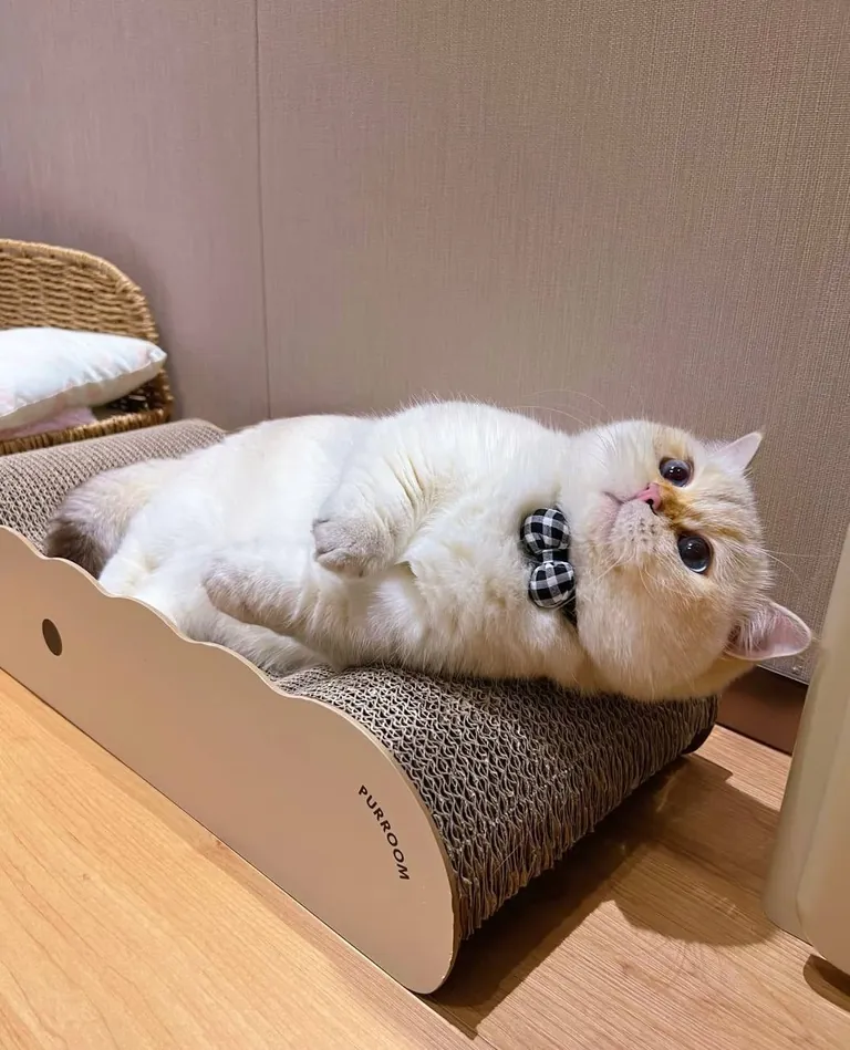 He is fat as a piglet