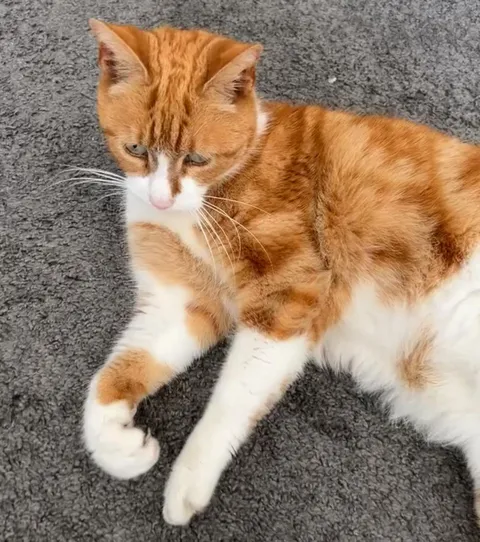 My cat has been ‘adopted’ by someone else