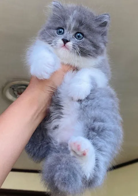 This face could end wars and convince me to buy 100 cans of the fancy wet food.