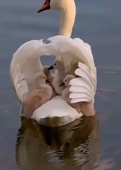 🔥 Baby swans riding on their mom's back