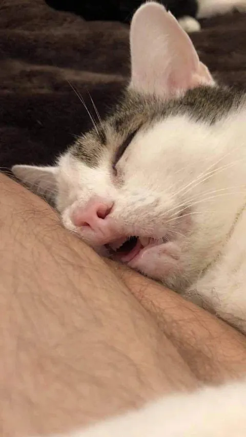 Little sleepy cat