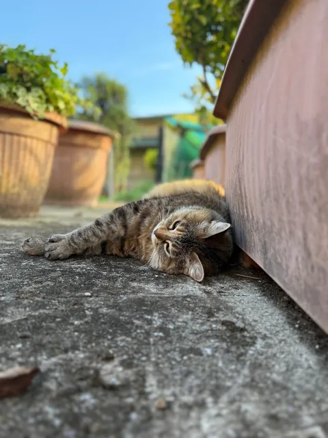 Meet Gina, my 11 year old cat 😇🥰