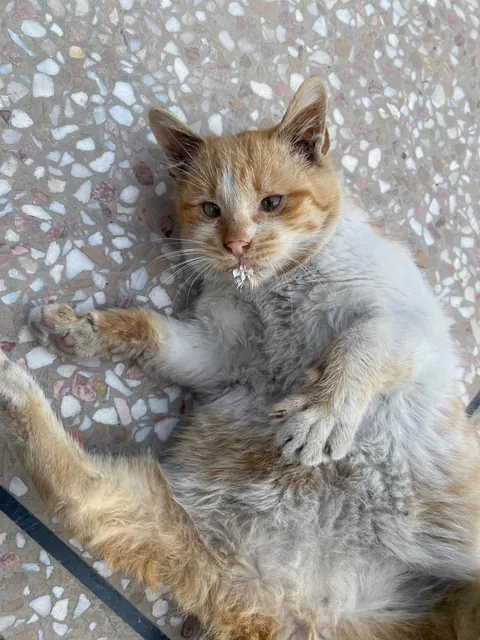 I just rescued this cat today