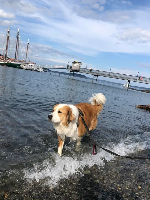 Lily Lotte the Orange Dreamsicle