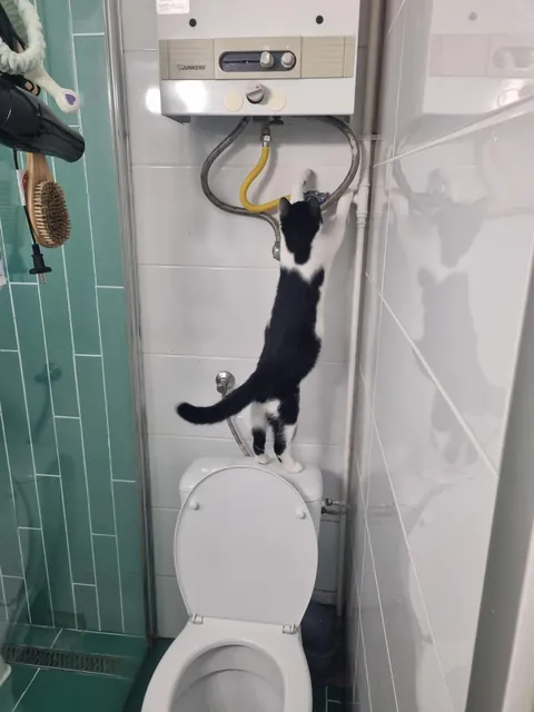 Show me your cat's profession 🛠