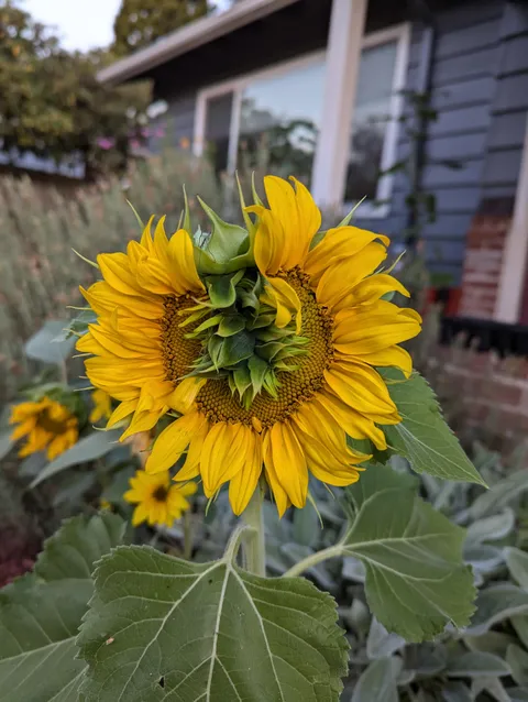Mohawk sunflower. It's not just a phase, mom! 