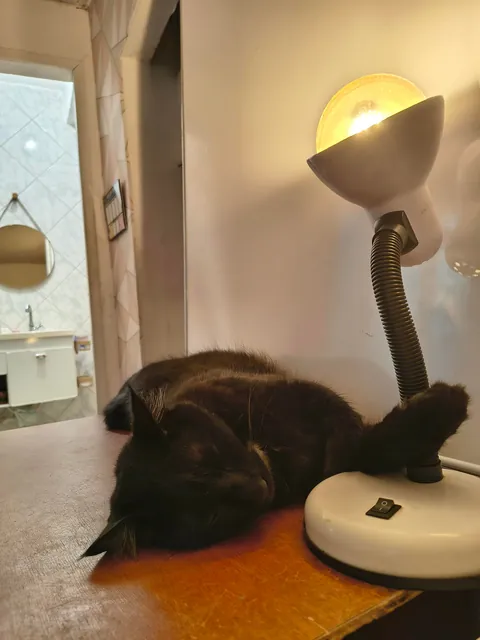 Do you ever just look at your cats sleeping and think of how luck you are?