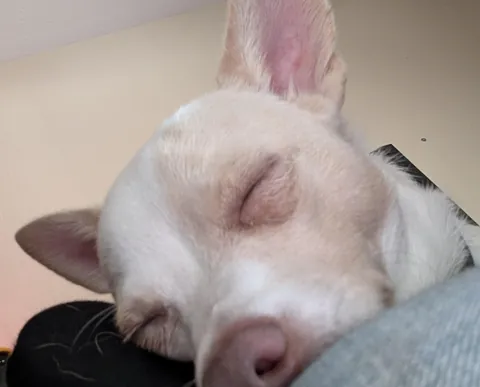 I haven't had my own pup in 12 years, I got the perfect one, his name is Franklin, and he loves everyone.