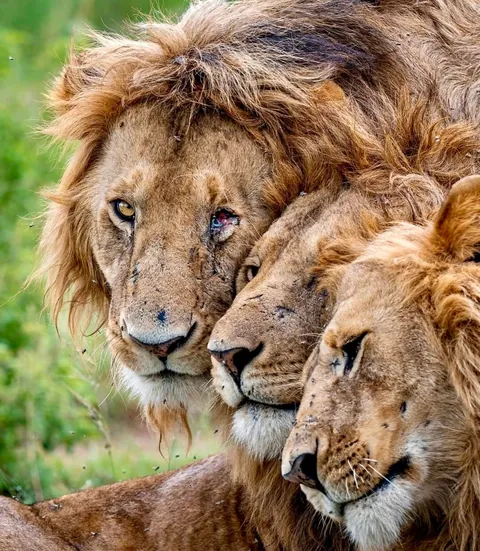 🔥 These Are the Sopa Boys—An Iconic Brotherhood of Four Male Lions That Hunt Together Across Kenya’s Maasai Mara