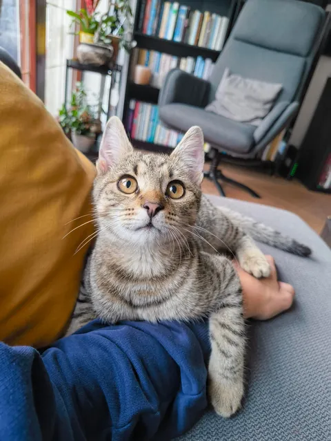 Update 2: The cat still comes back!