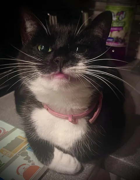 Pingu smiling for the camera :)